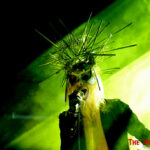 Fractures Tour: IAMX
